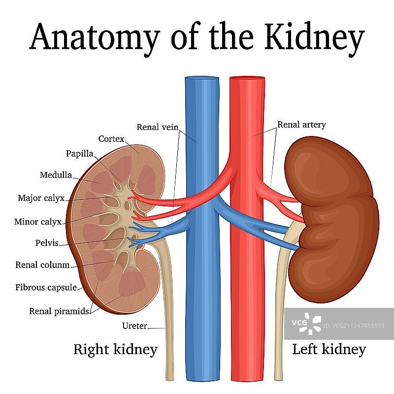 肾脏解剖图片素材