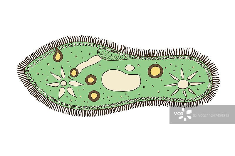 草履虫图片素材