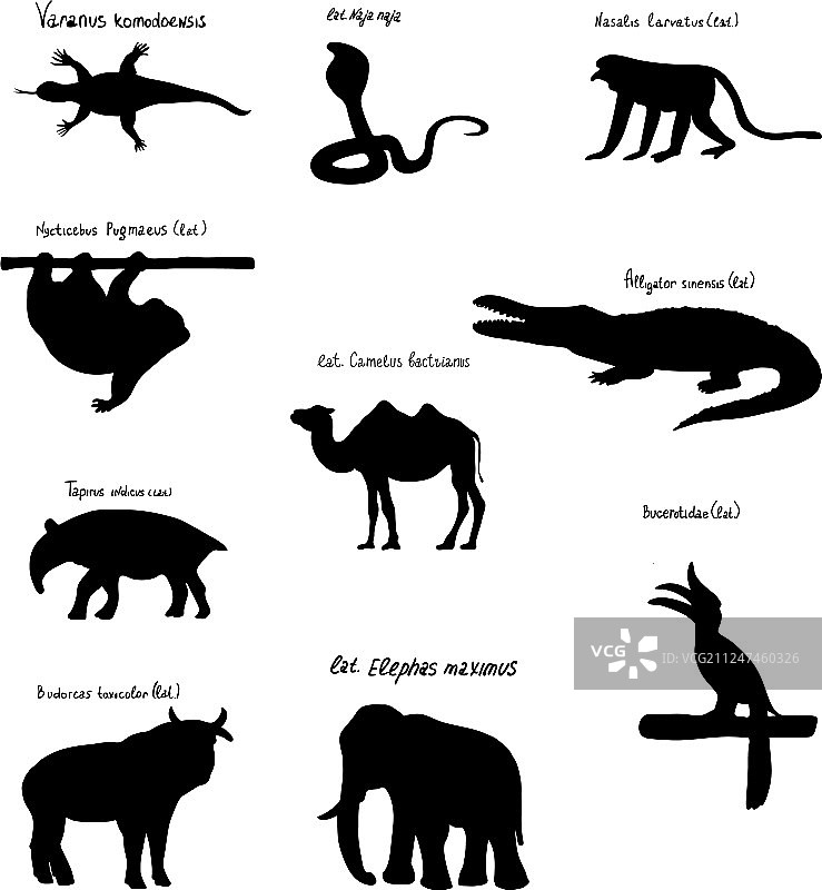 亚洲动物和鸟类轮廓套装图片素材