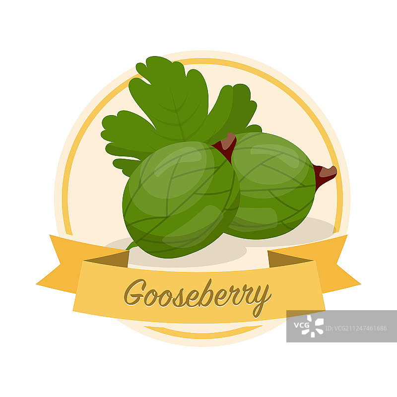 成熟的醋栗图片素材