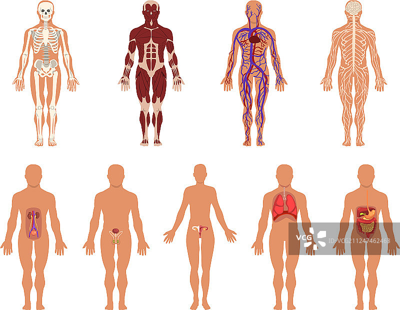 不同的人体器官系统肌肉组织图片素材