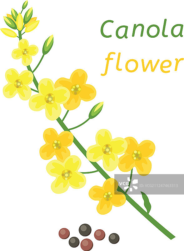 油菜花和油菜籽图片素材