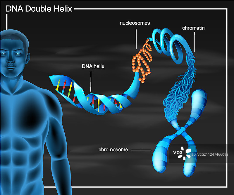 DNA双螺旋结构图图片素材