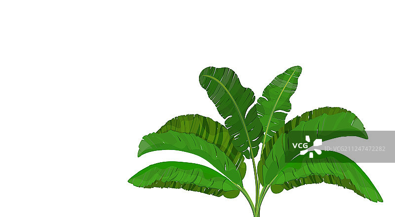 热带香蕉棕榈丛的鲜亮绿叶图片素材
