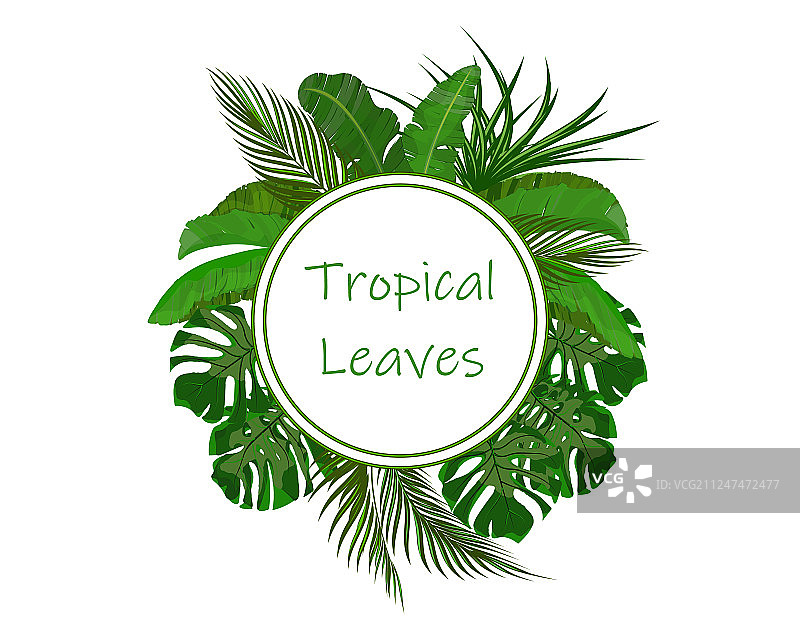 绿色热带树叶香蕉椰子套装图片素材