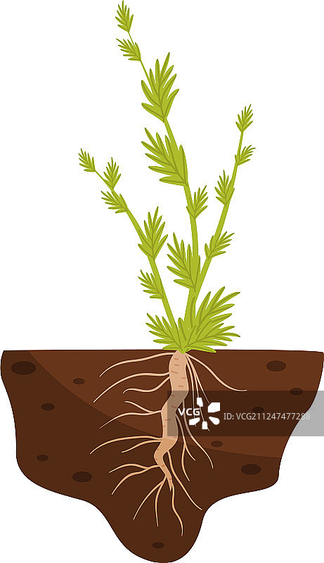 小叶厚根植物图片素材