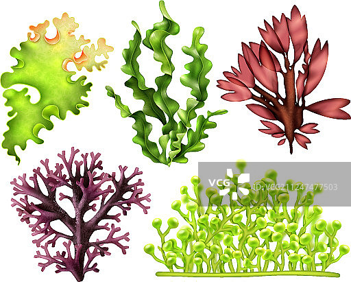 逼真海藻食品套装图片素材