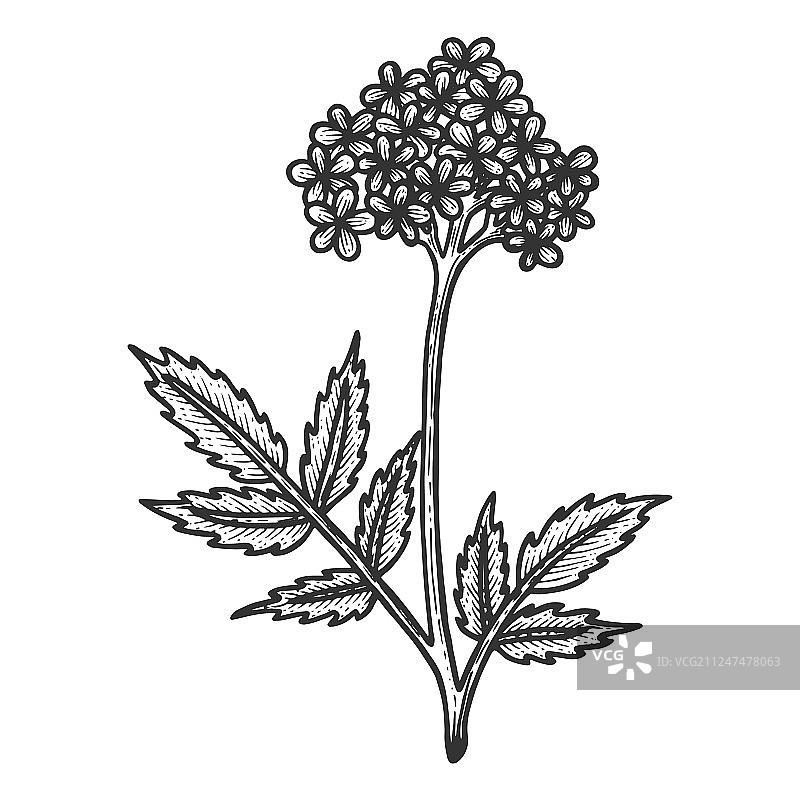 缬草草本植物素描雕刻图片素材