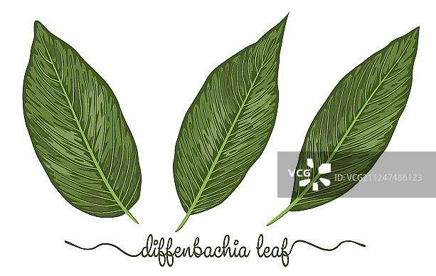 手绘植物元素图片素材