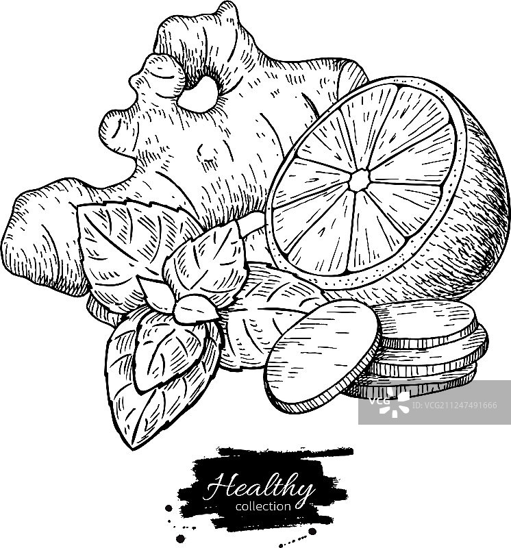 生姜柠檬薄荷草药绘画图片素材