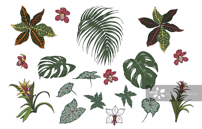 鲜花和树叶图片素材