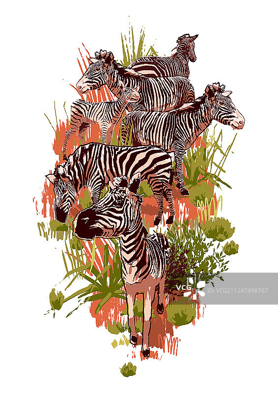 草原上的斑马群图片素材