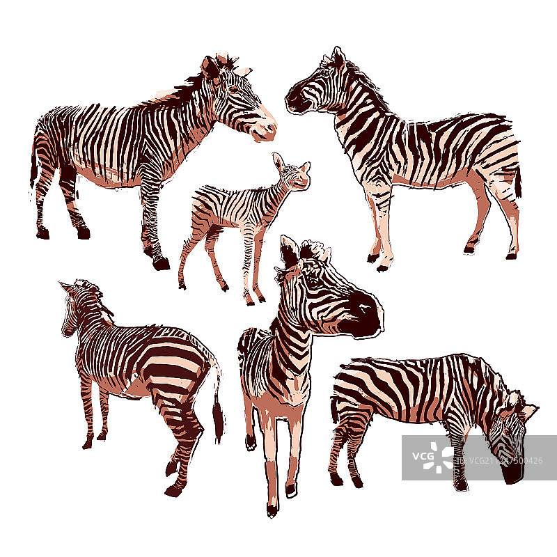 平静色彩斑马图案合集图片素材