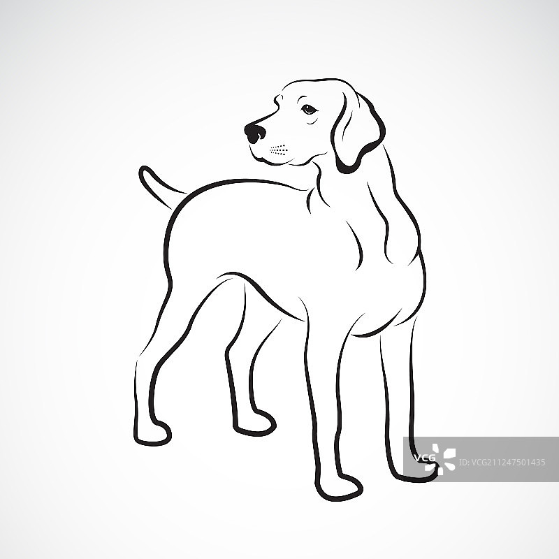 白色背景上的拉布拉多犬宠物图片素材