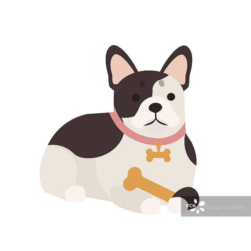 抱着骨头的可爱法国斗牛犬图片素材