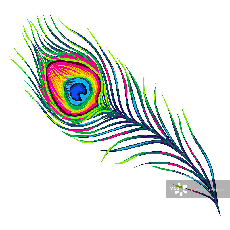 白色背景上隔离的孔雀羽毛图片素材