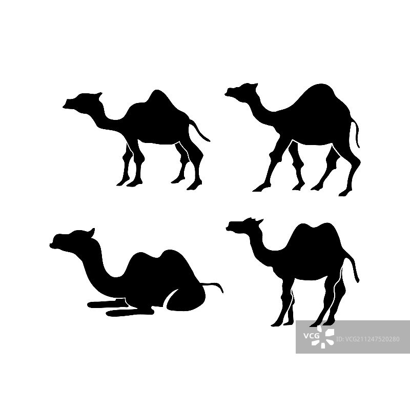 骆驼动物设计图片素材