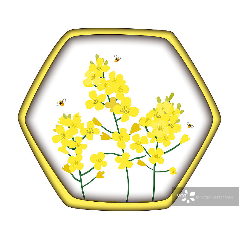 油菜蜂蜜概念图片素材