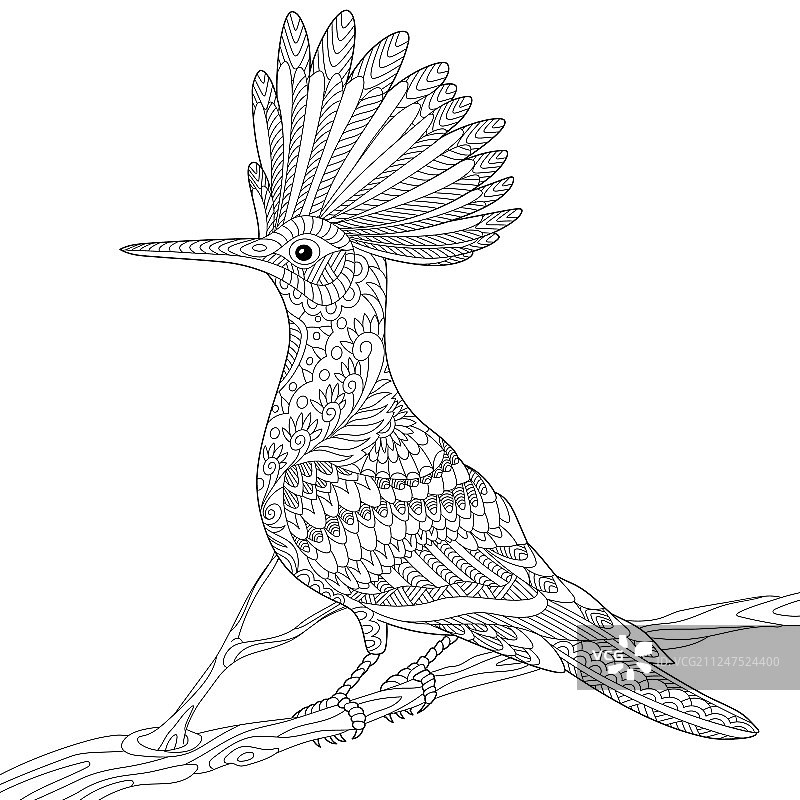 成年戴胜鸟涂色页图片素材