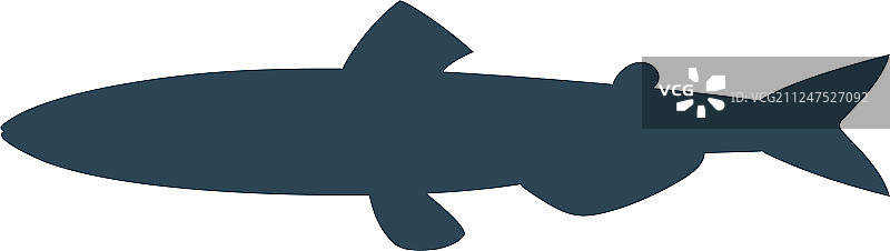 毛鳞鱼图片素材