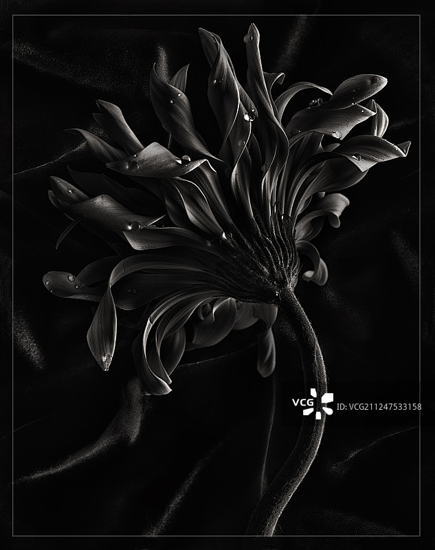 低调的非洲菊图片素材