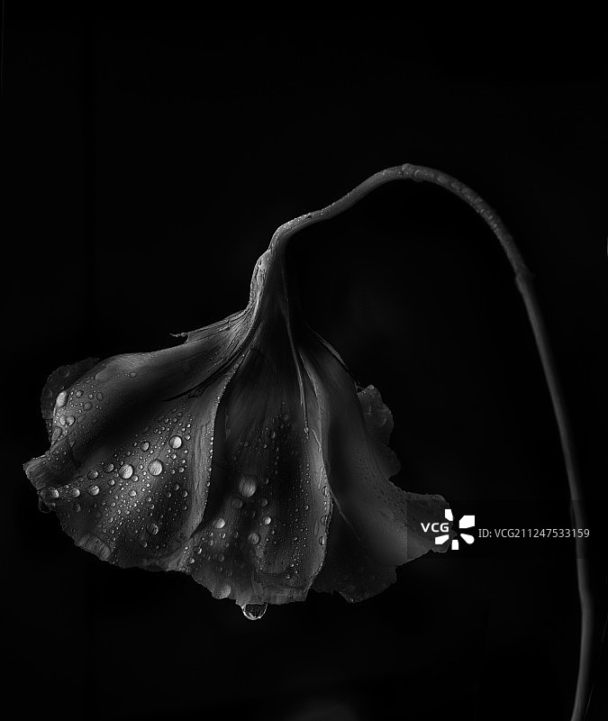 低调的丽anthus图片素材