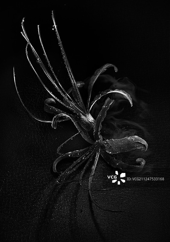 低调的蜘蛛百合图片素材