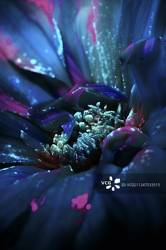 大丽花的红外特写镜头图片素材