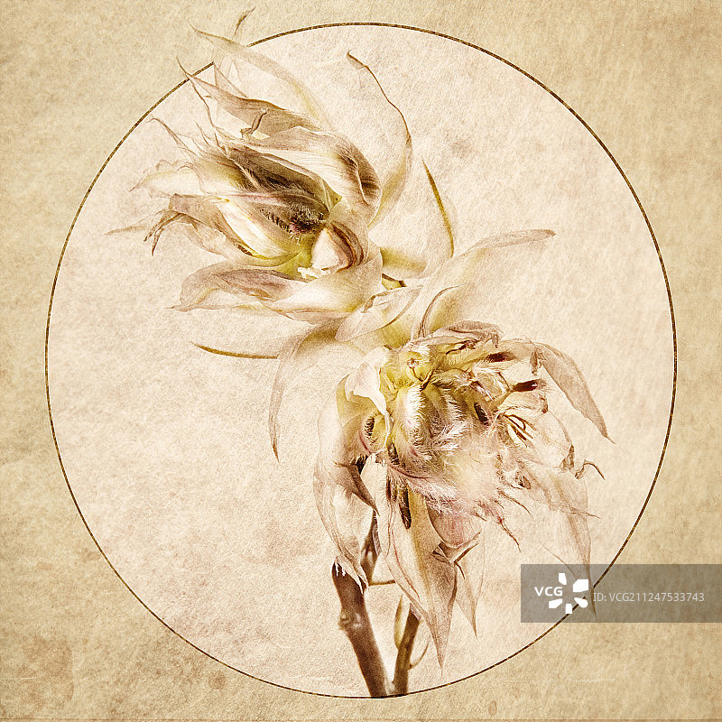 娇羞新娘绣球花画框图片素材