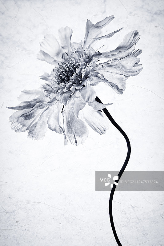 黑白松虫草图片素材