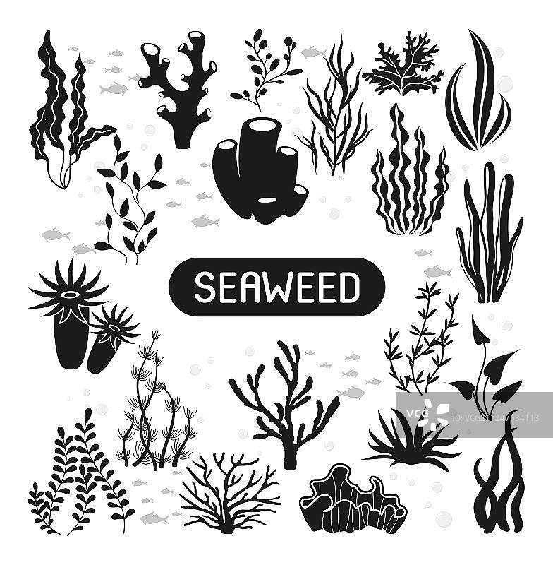 水下海藻珊瑚和藻类剪影图片素材