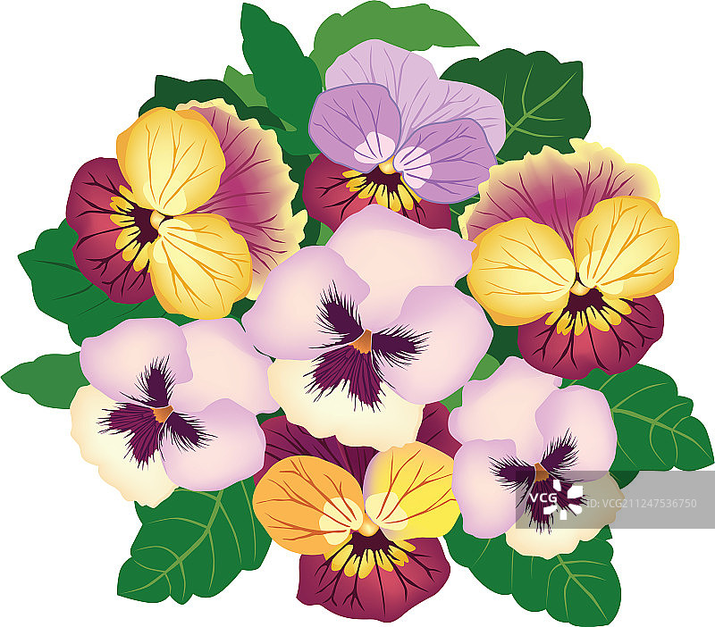 花束花卉框架图片素材