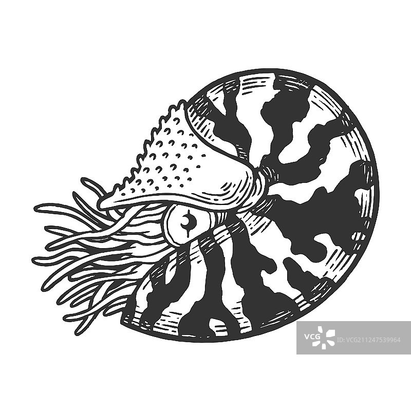 鹦鹉螺海洋动物雕刻图片素材