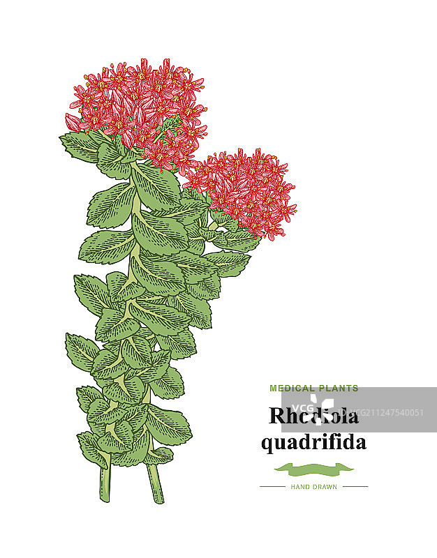 白色背景下的红景天四裂红景天树枝图片素材