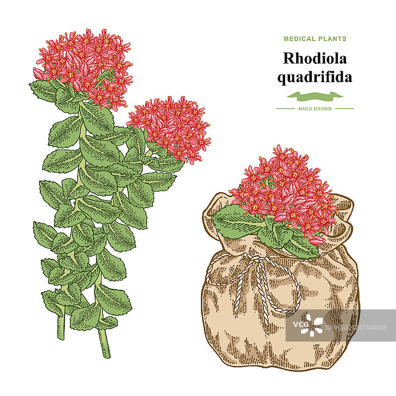 红景天植物医药和化妆品图片素材