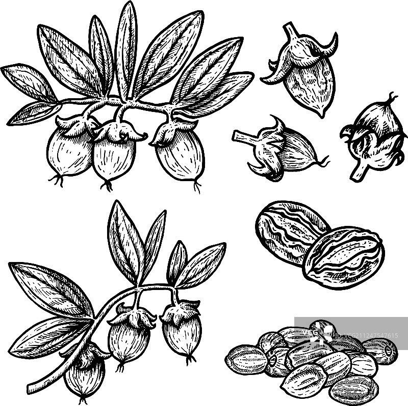 手绘荷荷巴复古草图合集图片素材