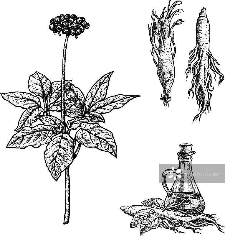 手绘人参植物油和根套装图片素材