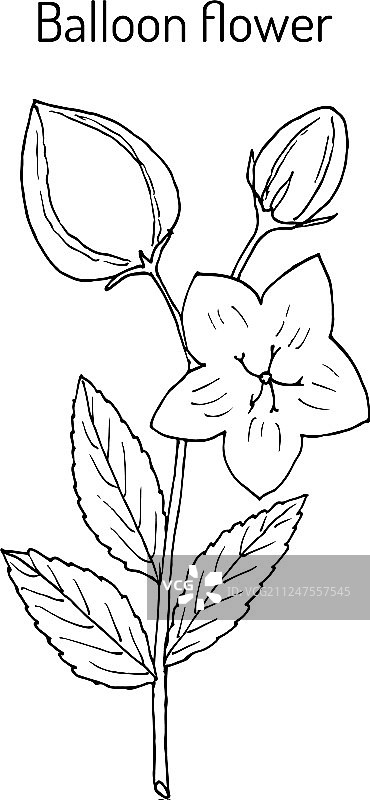 桔梗花或中国桔梗图片素材