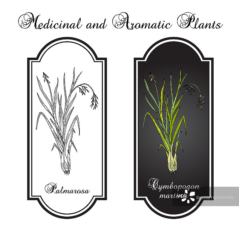 棕榈玫瑰香茅药用植物图片素材