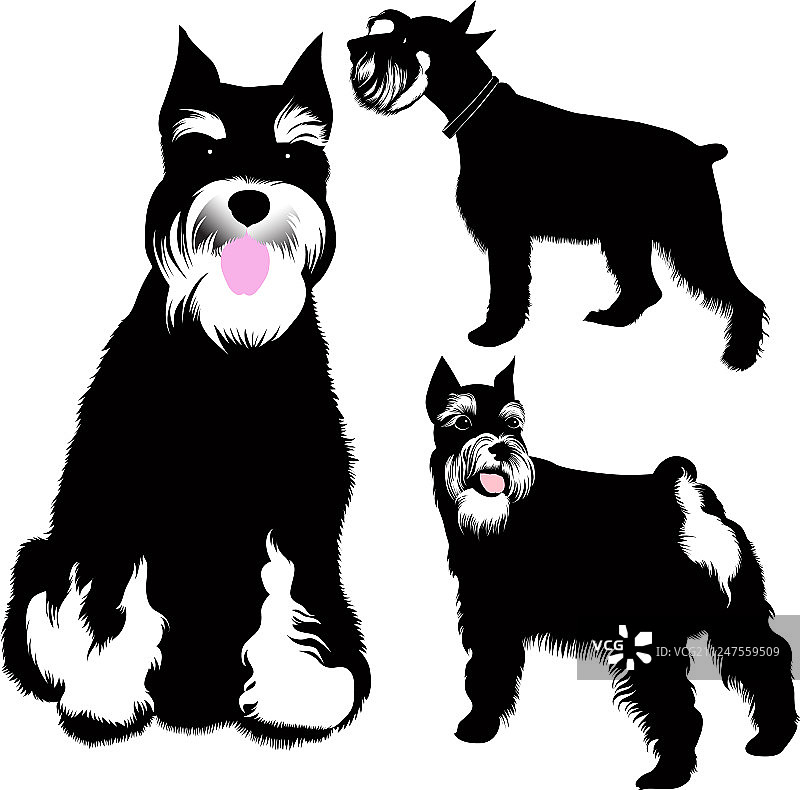 迷你雪纳瑞犬套装图片素材