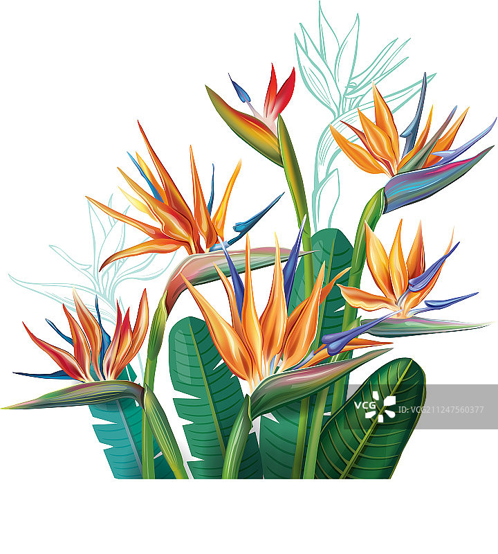 鹤望兰花卉花束图片素材