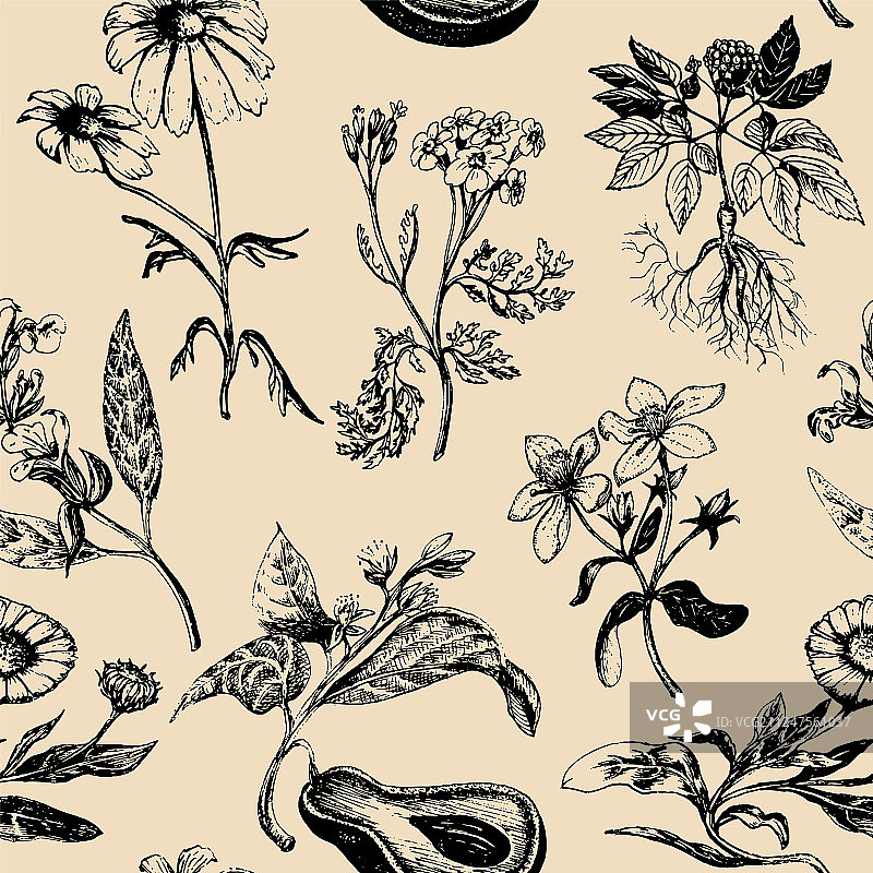 手绘草药背景图片素材