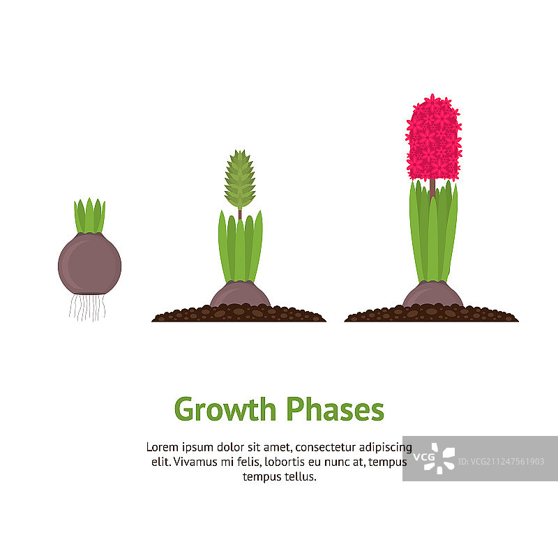 卡通彩色植物生长阶段卡片图片素材