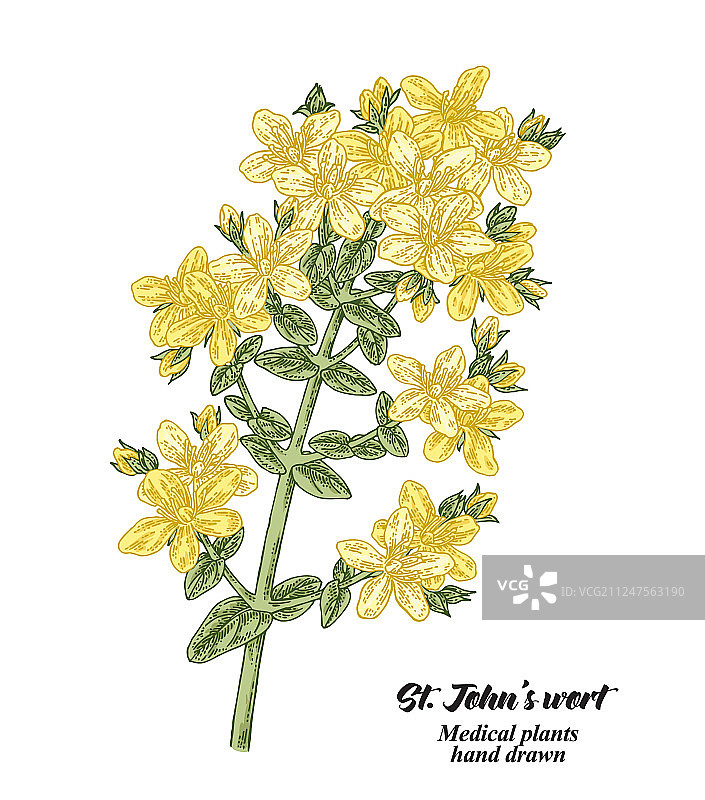 手绘金丝桃图片素材