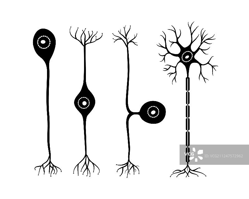 神经元图片素材