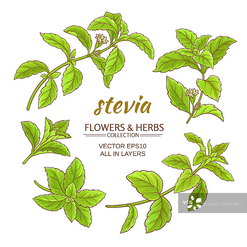 甜叶菊套装图片素材