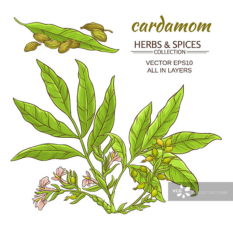 豆蔻套装图片素材