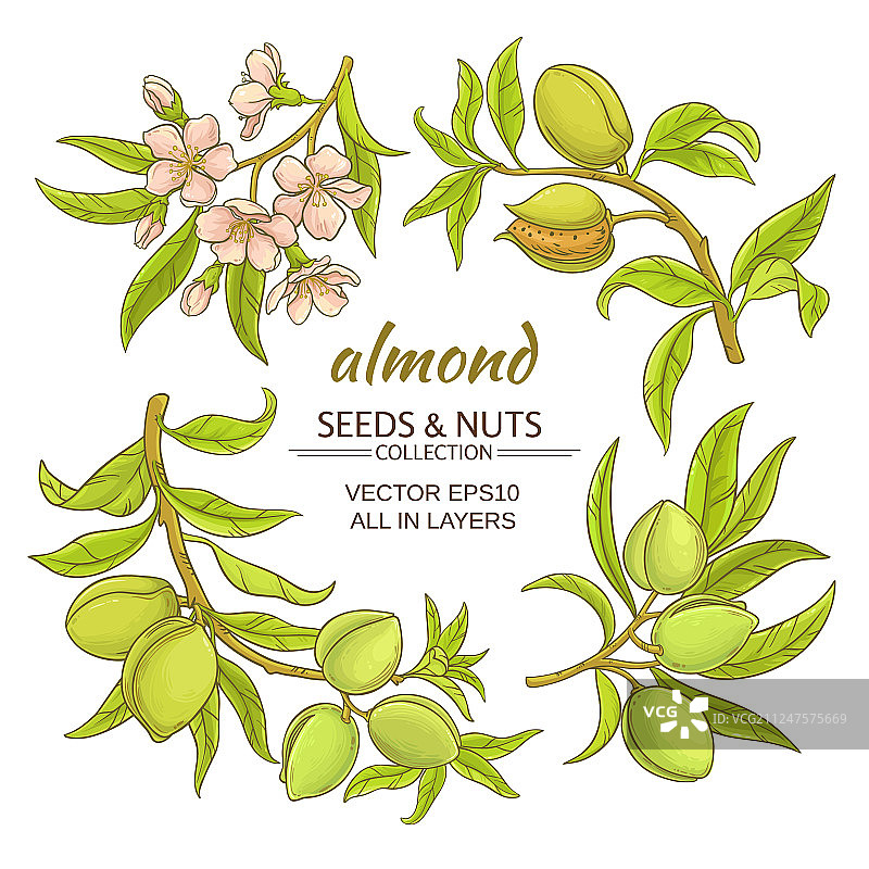 杏仁套装图片素材