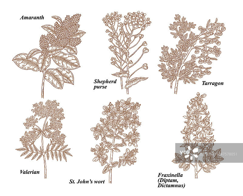 苋菜和荠菜等草药图片素材