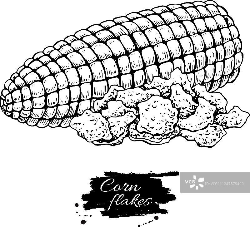 手绘玉米片图片素材
